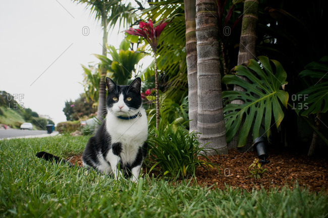 Cat sitting next to tropical landscaping