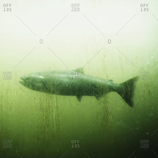 Salmon in a fish pass tank, Seattle, WA