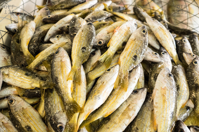Silver fish with yellow stripes at Deira fish market, Dubai
