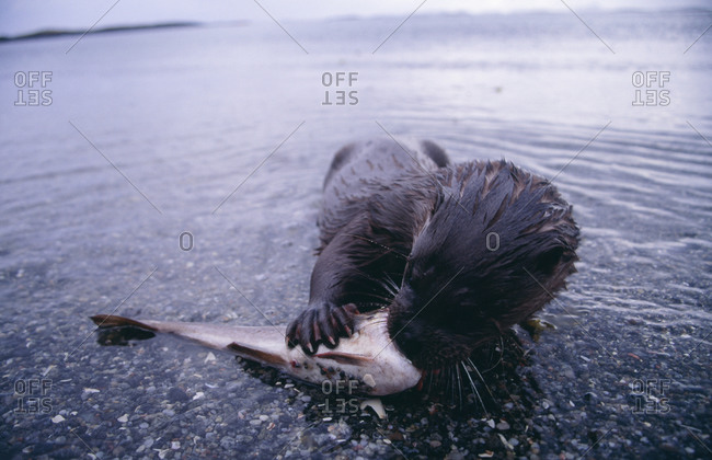 Otter eating fish, close-up