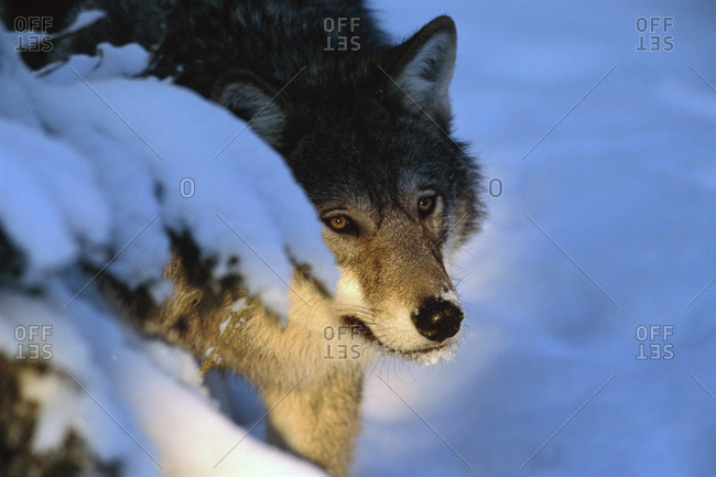 A wolf hunting in winter