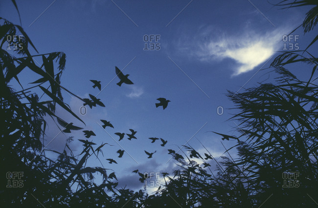 Birds flying together in sky, low angle view