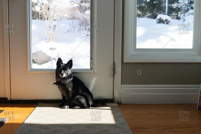 Dog waits at door of home to go outside in snow