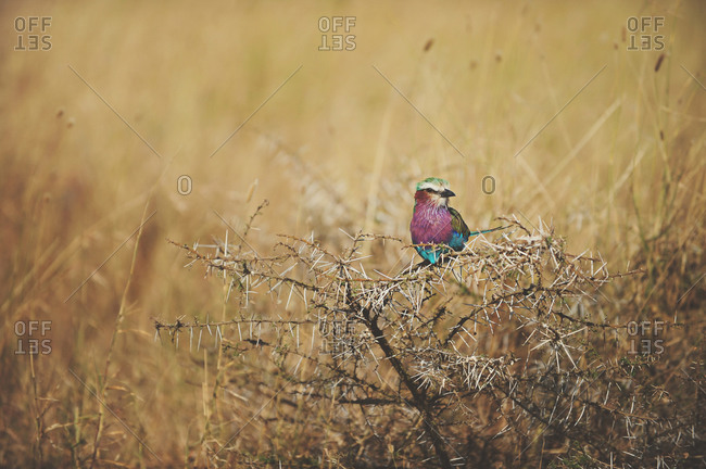 Colorful Lilac Breasted Roller bird perched on a dry branch in the grass