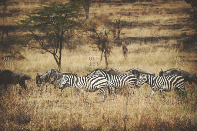 Wildebeest and zebra migrating across the African Serengeti