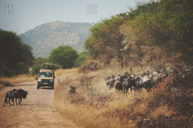 Safari vehicle watch wildebeest migration cross the road