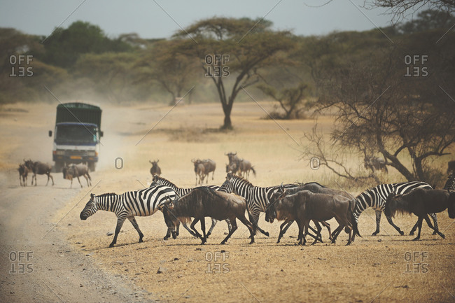 Safari vehicle parked on a road near a wildebeest and zebra migration in the African Serengeti