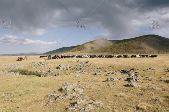 A Mongolian nomad rounds up his yak as a rainstorm begins to form