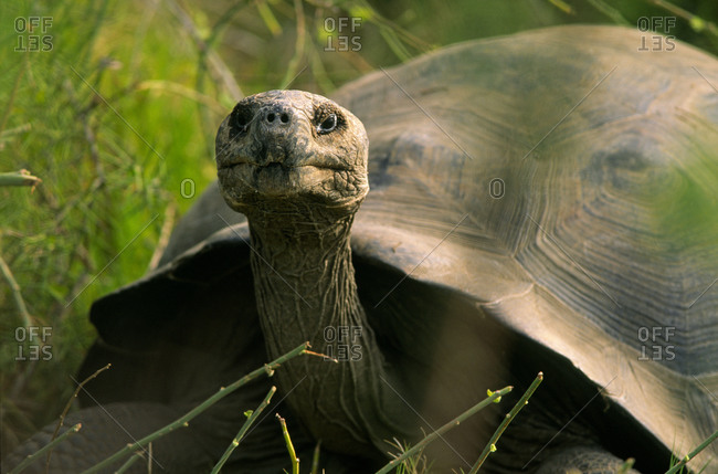 Galapagos giant tortoise, portrait
