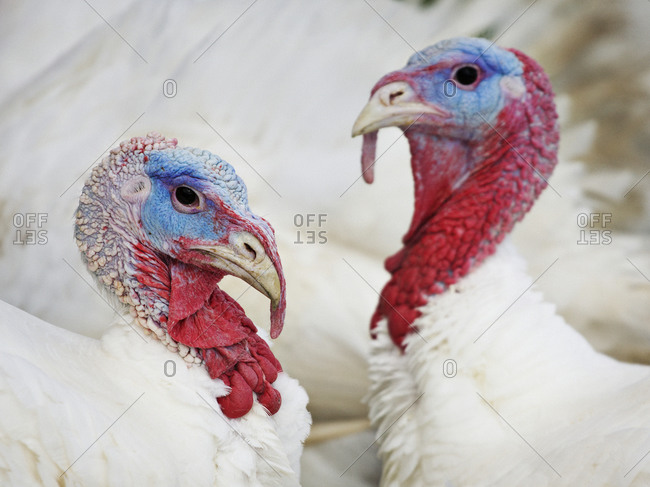 Two turkeys, close-up