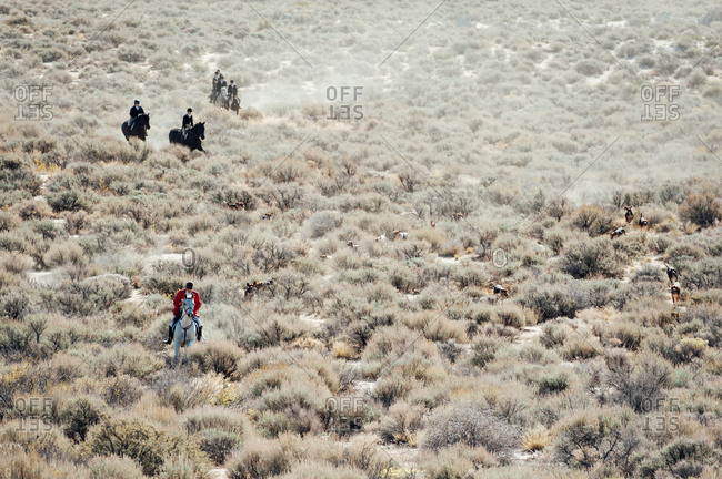 Fox hunt in progress in the Nevada desert