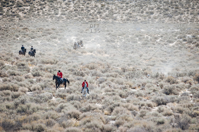 Riders on horses follow hounds in a desert fox hunt