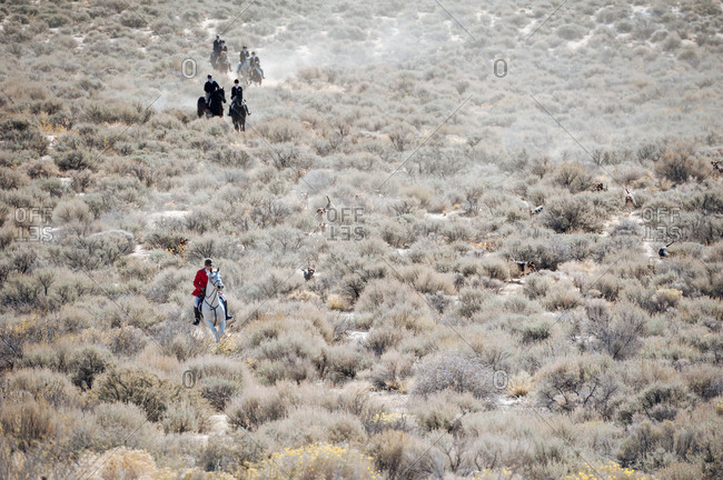 Traditional fox hunt in progress in the Nevada desert
