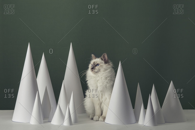 Birman cat among paper cones
