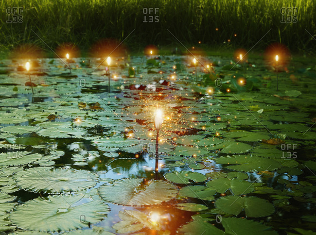 Light bulb and glowing lights over lily pads in pond