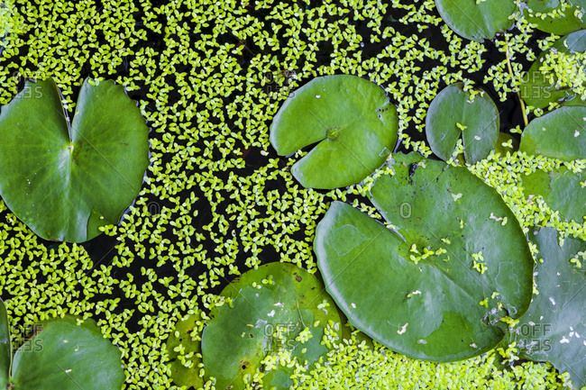 High angle view of lily pads and scattered seed pods in pond