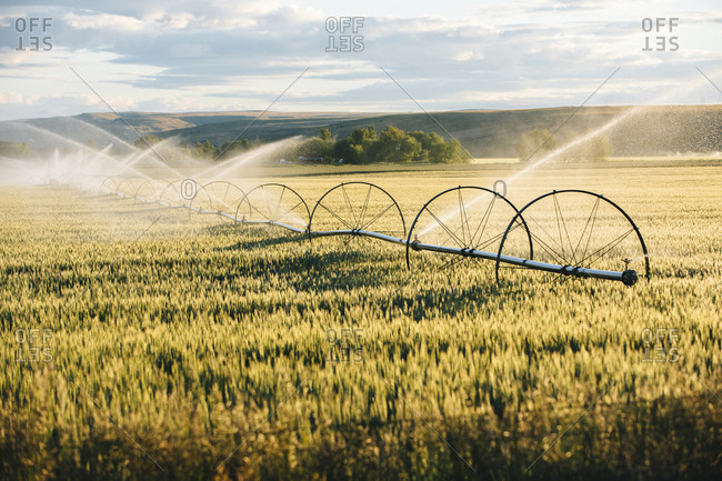 Irrigation system watering crops on field