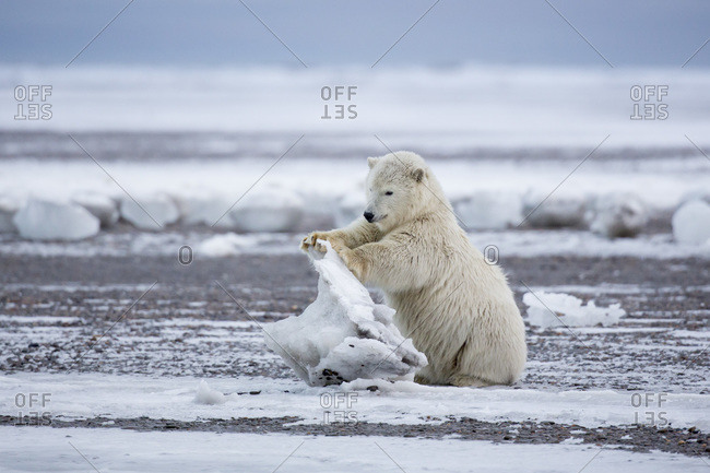 Polar bear cub playing with chunk of ice, Barter Island, Arctic National Wildlife Refuge, Alaska USA