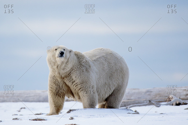 Polar bear, Barter Island, Arctic National Wildlife Refuge, Alaska USA