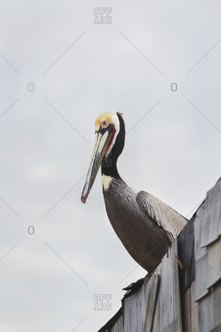 Brown pelican perched on a building