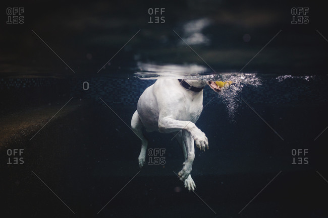 Underwater view of dog swimming with yellow ball in pool