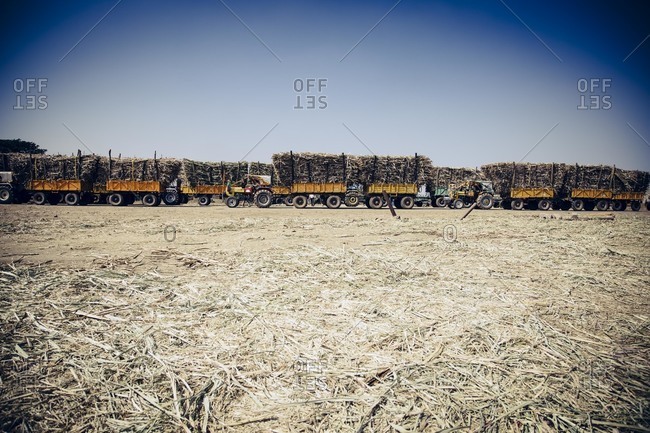 Tractors of sugarcane in India