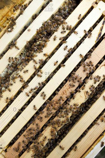 Honey bees inside of a beehive