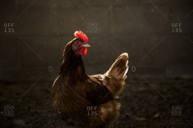 Rooster standing in front of a block wall