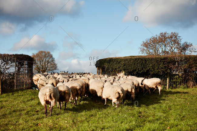 A flock of sheep moving through a gate into a field