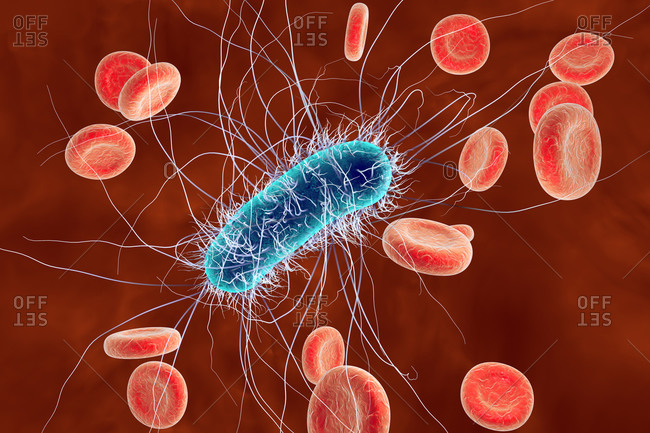 Computer illustration of escherichia coli bacteria (E. coli) in blood