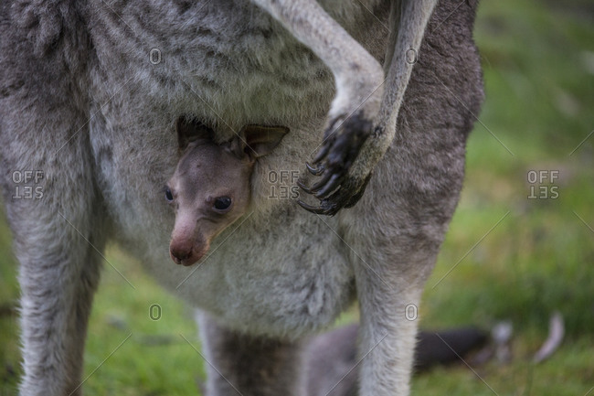 Baby joey peeks out of his mother\'s pouch