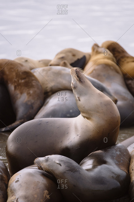 A California Sea Lion rears its head among a group in Moss Landing Harbor