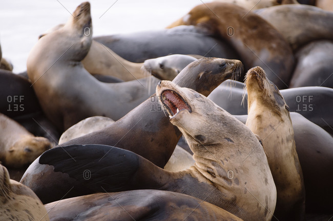Two sea lions fight in a herd at Moss Landing Harbor