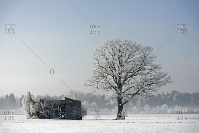 Frost-covered tree besides decayed barn