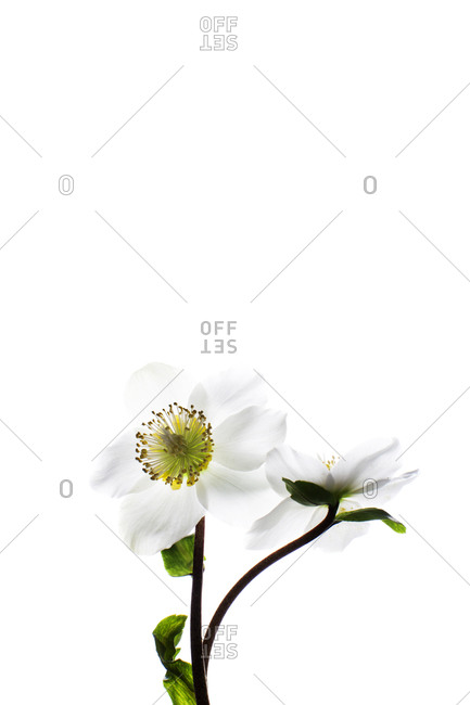 Yellow and white flowers on a white background