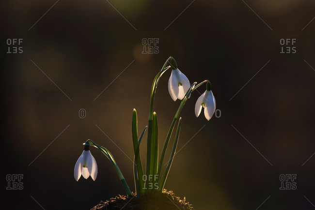 Close-up of snowdrops backlit in late afternoon sun in Tiper\'s Wood, Kettlestone, North Norfolk