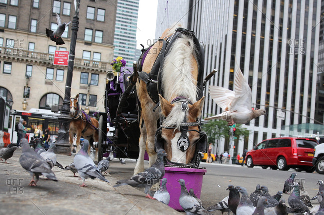 Pigeons trying to steal food from a horse feeding as Horse-Drawn Carriages wait for customers near Central Park, Manhattan, New York