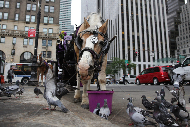 Pigeons gather around a horse feeding as Horse-Drawn Carriages wait for customers at Central Park, Manhattan, New York