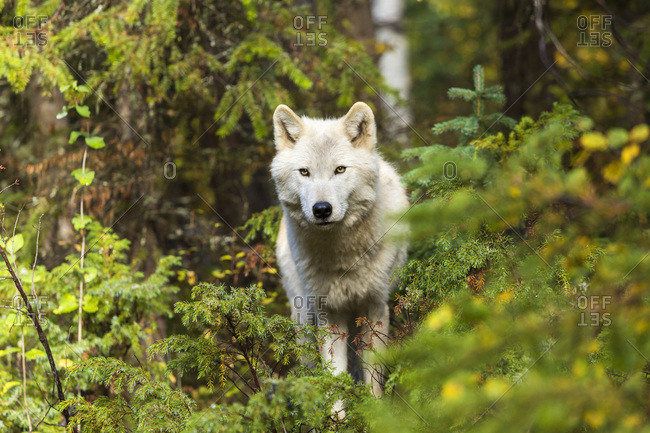 Grey wolf in Canadian Rockies