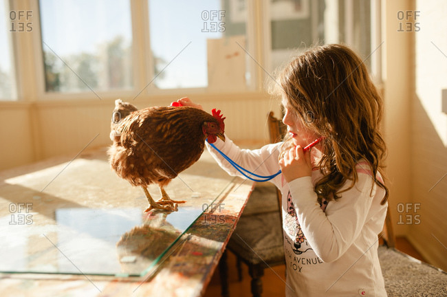 Young girl using a toy stethoscope on pet chicken