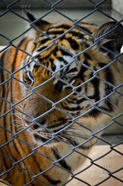 A tiger behind fence