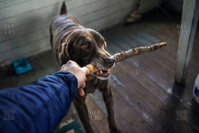 Dog biting stick in person\'s hand
