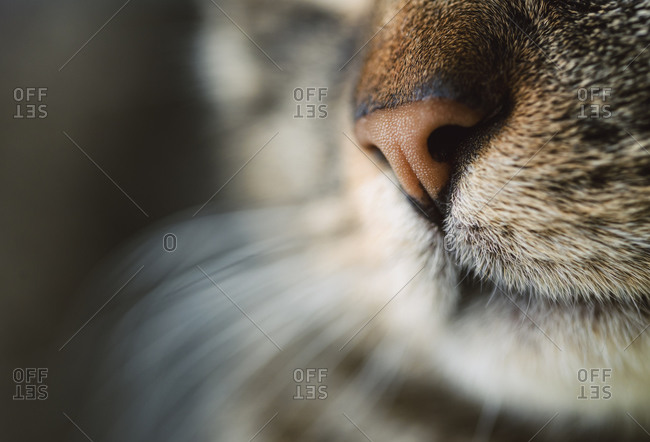 Close up of a cat\'s nose