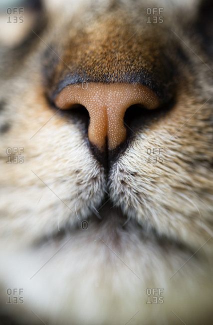 Cat nose, close-up