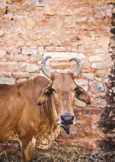 Bull tied to an abandoned building in Jaipur, India