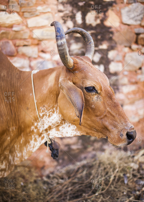 Bull tied to an abandoned building in Jaipur, India