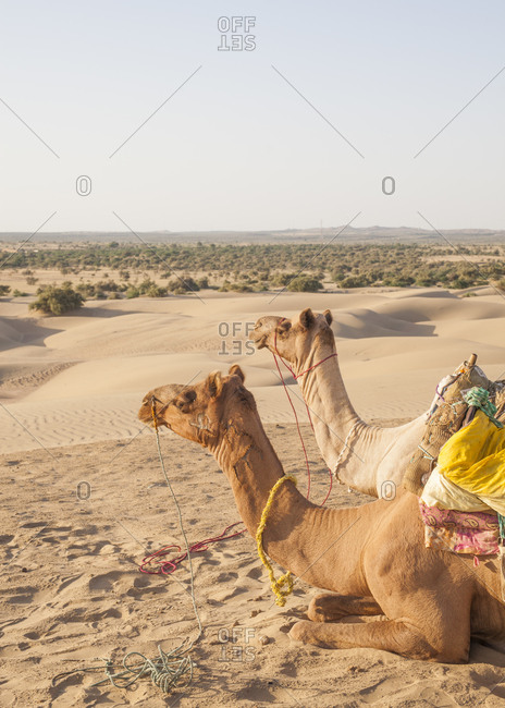Two camels sitting in the Thar Desert, India
