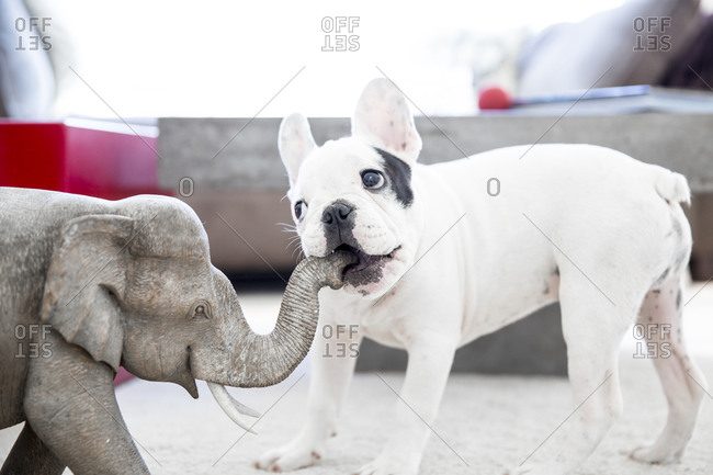 French bulldog chewing elephant d�cor