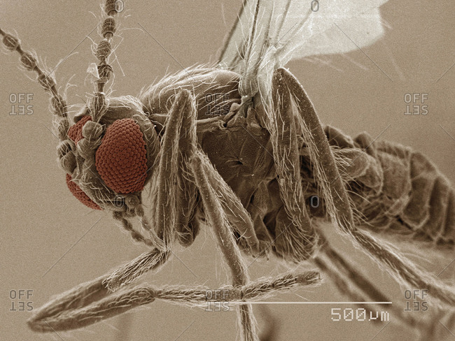 SEM of eye of sand fly (Ceratopogonidae)