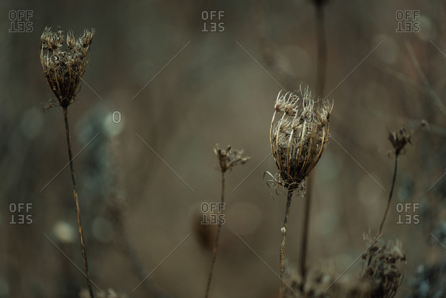 Bulbs of withered plants